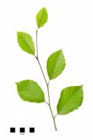 Hêtre - Rameau avec feuilles sur fond blanc (Fagus sylvatica)
